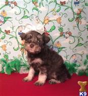 miniature schnauzer puppy posted by Rhonda Wallace